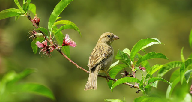 Méditer pour entendre le chant des oiseaux