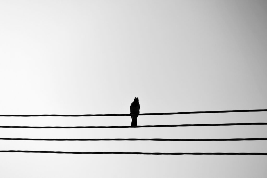 un oiseau, perché seul sur des fils électriques qui forment comme une participation. Retrouver sa place