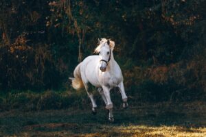 un beau cheval blanc en pleine course - penseur du vivant