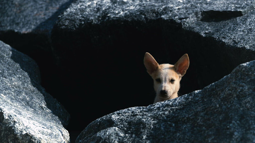 une jeune chienne regarde dehors par l'ouverture d'une grotte dans laquelle elle se trouve