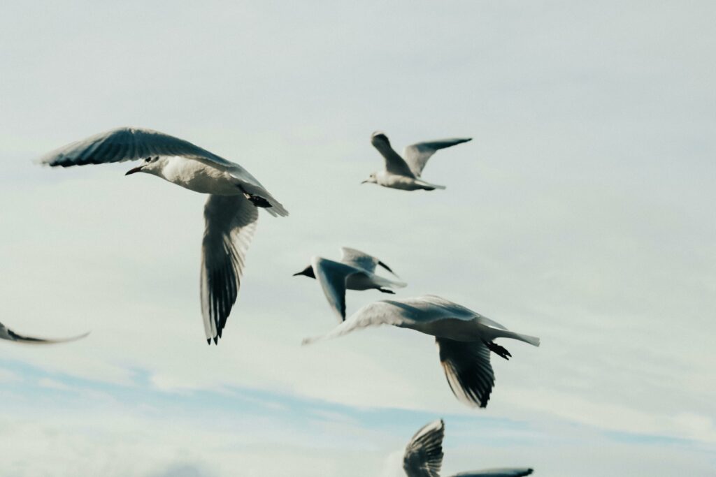 un vol de mouettes dans un ciel gris bleu