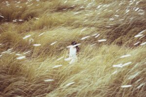 une femme en blanc, qu'on voit au loin au milieu d'un champ d'été. Une image pleine de sensations