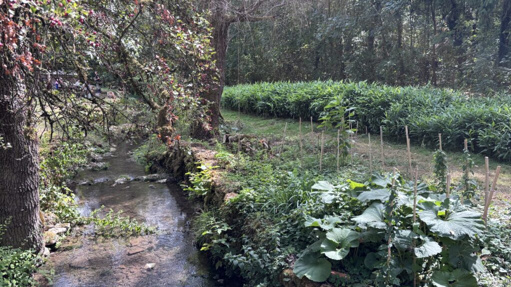 ecovillage Mura et cueillette de myoga
