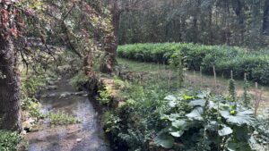 ecovillage Mura et cueillette de myoga